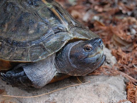 山龜|巨型山龜 Giant Asian Pond turtle